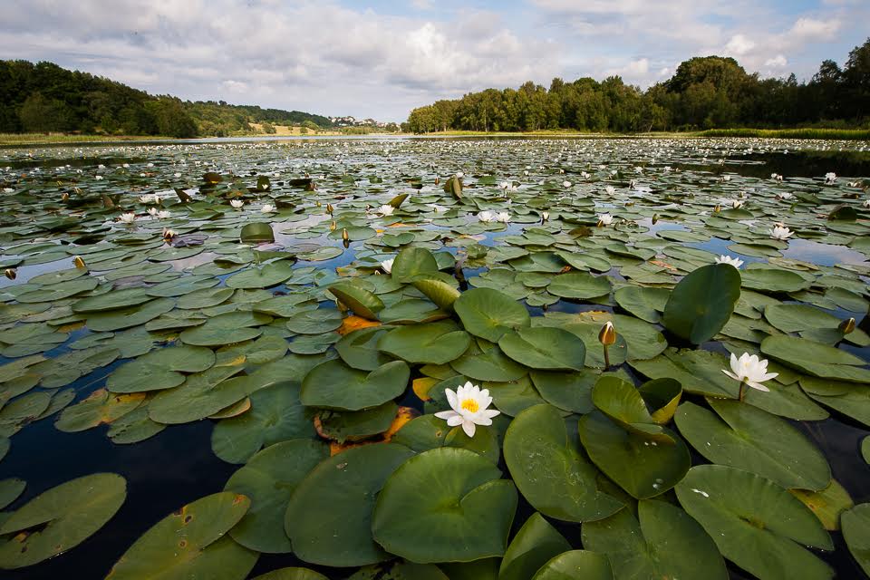 Foto: Roy Mangersnes