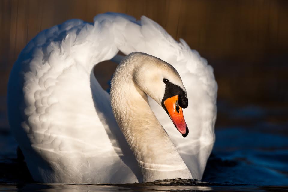 Foto: Roy Mangersnes