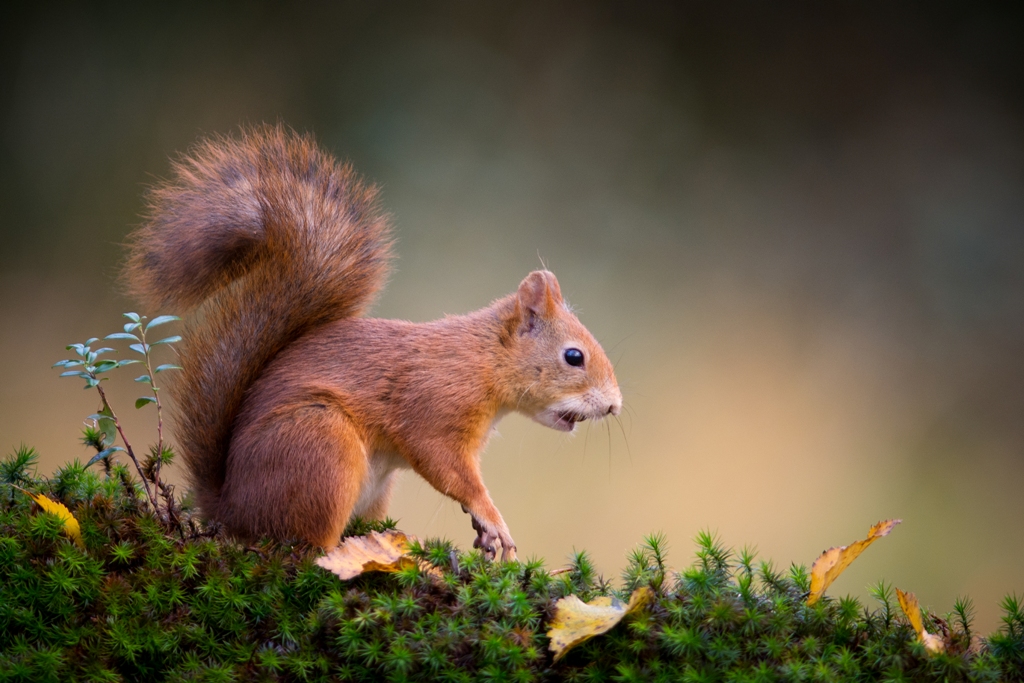 Foto: Trond Westby