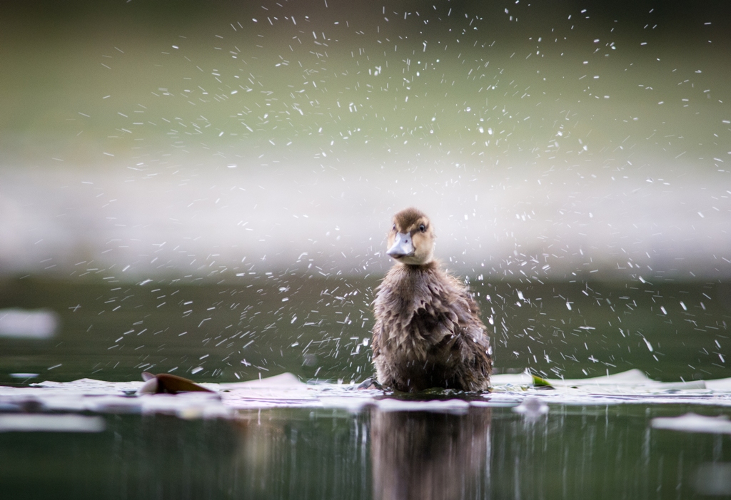 Foto: Trond Westby