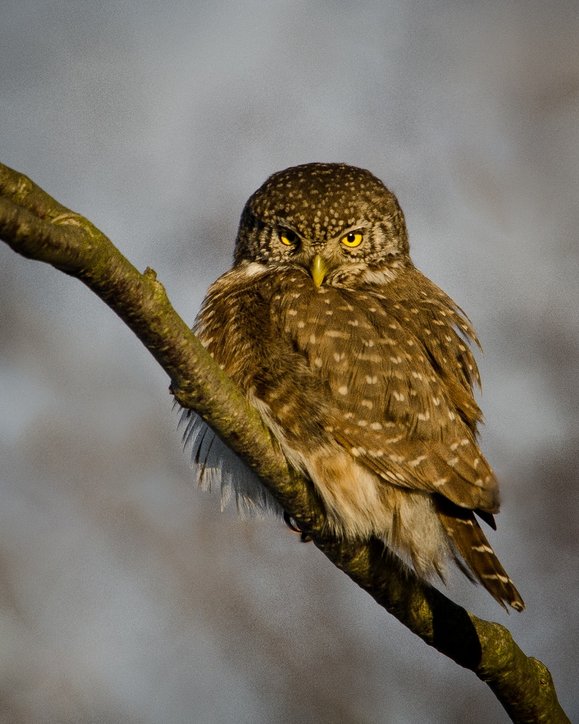 Foto: Trond Westby