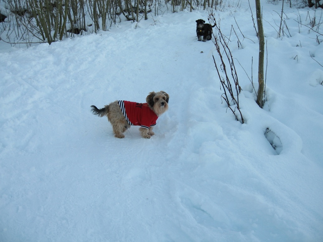 Hund på tur