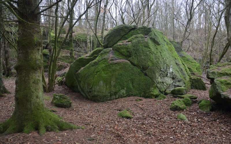 Magiske skogholt