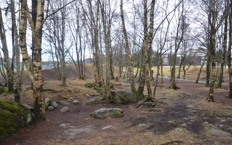 Skog, stier og myldremarker