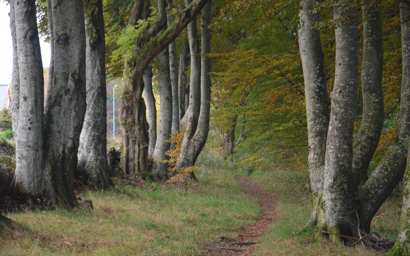 Nydelige Mosvannsparken