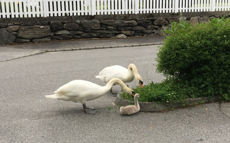 Mye svaner i området!